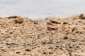 Dos polluelos de Chorlitejo Patinegro (Charadrius alexandrinus) correteando por la orilla de la laguna