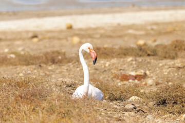 Se ha vuelto a echar este Flamenco común (Phoenicopterus roseus)