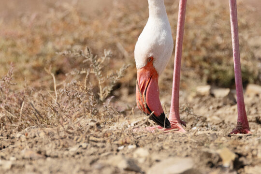 Parece desorientado este Flamenco com&uacute;n (Phoenicopterus roseus)