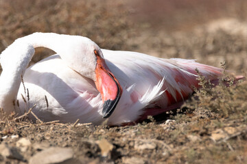Empieza a moverse este Flamenco común (Phoenicopterus roseus)