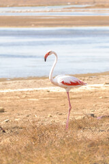 Obraz premium Flamenco común (Phoenicopterus roseus) frente la laguna
