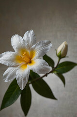 Fototapeta premium Elegant White Jasmine