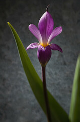 Obraz premium Shooting Star Bloom