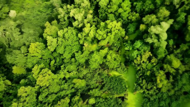 Aerial footage captures a dense forest canopy with patches of vibrant green algae covering sections of the water below, creating an ecosystem scene