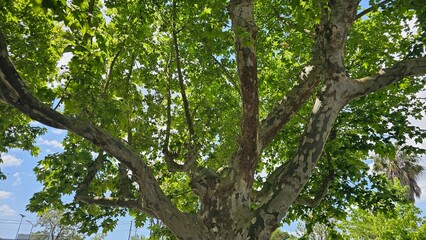 Large branching tree with green foliage in summer sunlight — nature canopy background