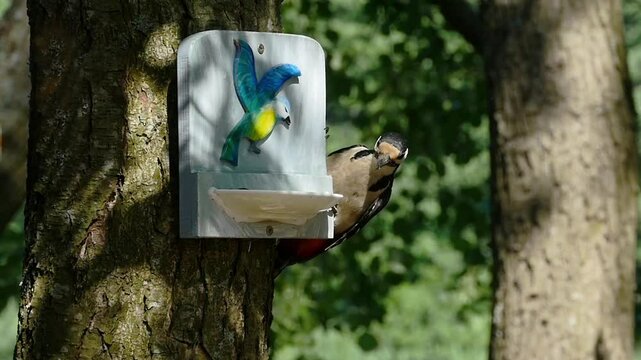 woodpecker flew to the feeder for seeds