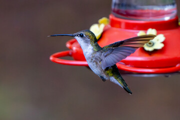 Detailed telephoto shot of a flying hummingbird.