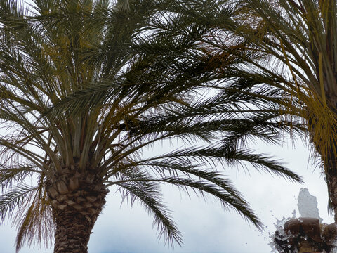 palm tree against blue sky