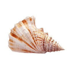 Obraz premium Large spiral seashell isolated on white background showing intricate details of its texture and color