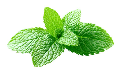Harvesting fresh mint leaves organic garden nature bright isolated on transparent background