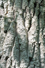Rough Gray Tree Bark

