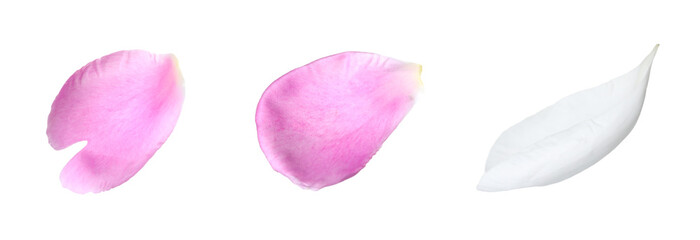 Beautiful peony petals on white background, set