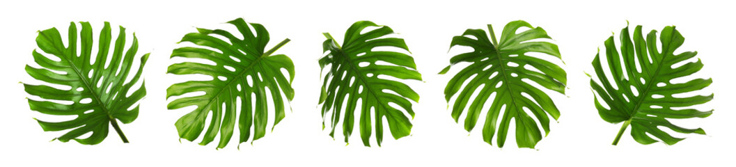 Green tropical leaves of monstera plant isolated on white, set