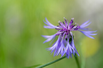 Purple Cornflower Against a Blurred Green Background