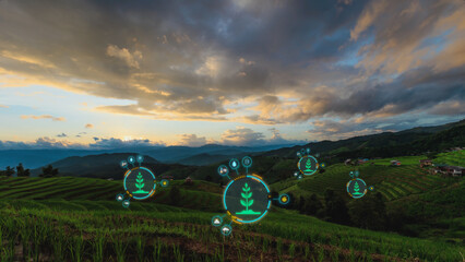 Agriculture Technology Innovation: Digital Data Symbols on Rice Fields at Sunset, Precision Farming, and Advanced Agricultural Concepts