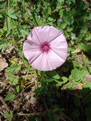 pink flower in the rain