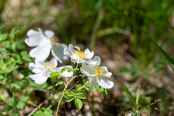 white flowers in the forest