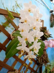 cherry tree blossom
