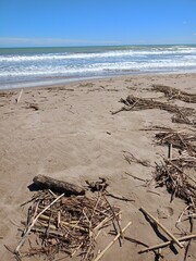 driftwood on the beach