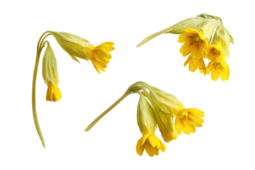 Flat-lay studio photo of yellow cowslip blooms symmetrically arranged, soft lighting, top-down view, isolated on black background revealing golden nodding bells