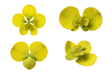 Flat-lay studio photo of bright yellow cushion spurge single sprig centered, soft lighting, top-down view, isolated on black background highlighting chartreuse bracts and tidy mounded foliage