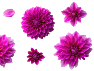 Flat-lay studio composition of salmon dahlia blooms symmetrically arranged, soft lighting, top-down view, isolated on white background revealing warm pastel gradients