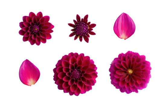Flat-lay studio composition of orange dahlia blooms symmetrically aligned, soft lighting, top-down view, isolated on black background revealing warm radial petals