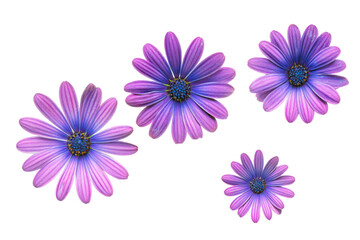 Flat-lay studio close-up of purple African daisy blossom, no background