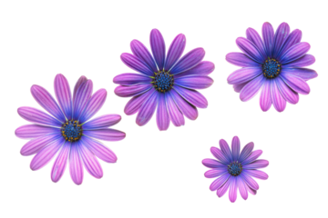 Flat-lay studio close-up of purple African daisy blossom, no background