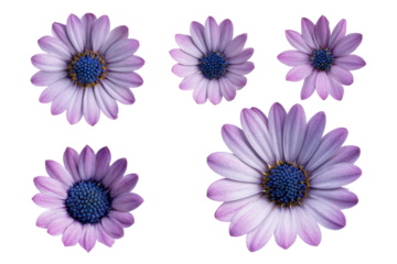 Flat-lay studio photo of purple African daisy petals in a scattered pattern, bright soft studio lighting, top-down view, isolated on black background showcasing floral texture and vibrant violet tones