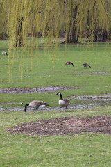 canadian geese on a meadow