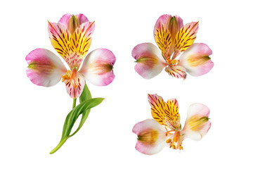 Naklejka premium Flat-lay studio photo of scattered alstroemeria petals and multicolored bloom, bright soft studio lighting, top-down view, isolated on black background revealing floral texture and rainbow tones