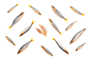 Top-view anchovy fish collection flat lay, no background