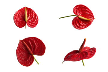 Flat-lay studio photo of bright red anthurium spathes arranged symmetrically, glossy studio lighting, top-down view, isolated on black background displaying tropical shine and botanical texture