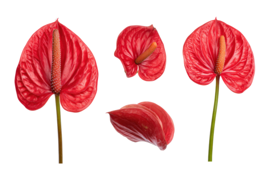 Flat-lay studio photo of clustered red anthurium blooms, glossy studio lighting, top-down view, isolated on black background showcasing vivid petals and tropical botanical detail