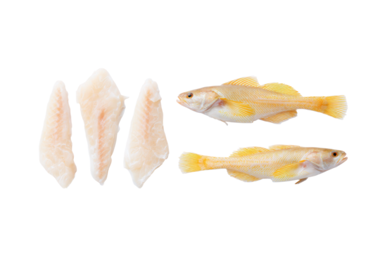 Flat-lay photo of Atlantic cod arranged in a symmetrical pattern, bright studio lighting, top-down view, isolated on black background highlighting silver speckles and firm white meat
