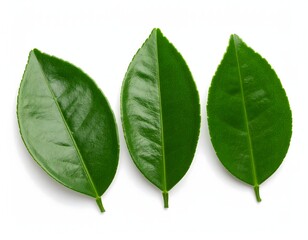 Three vibrant lime leaves displayed elegantly Isolated on white background. The leaves appear fresh and healthy, demonstrating nature's beauty