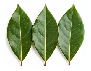 Three vibrant bay leaves Isolated on white background with a clear view of their texture and veins