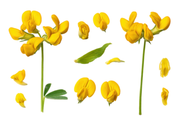Flat-lay studio photo of yellow bird's-foot trefoil arranged symmetrically, soft lighting, top-down view, isolated on black background revealing vivid petals and botanical texture