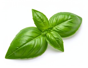 Fresh basil leaves on display Isolated on white background, showcasing their vibrant green color and delicate texture