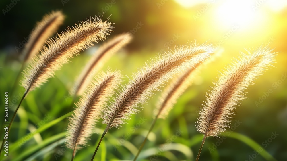 Poster field of tall grass with the sun shining on it. the grass is dry and brown, and the sun is setting i