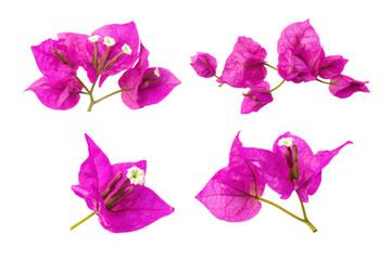 Fototapeta premium Flat-lay studio photo of scattered bougainvillea petals, soft lighting, top-down view, isolated on black background showcasing papery texture and intense pink hue
