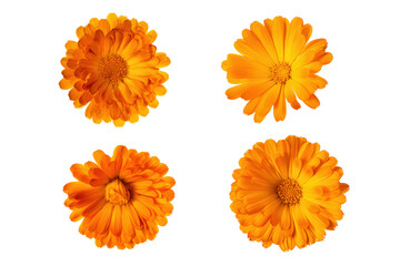 Flat-lay image of calendula flowers arranged symmetrically, soft lighting, top-down view, isolated on black background revealing vivid petals and sunny structure