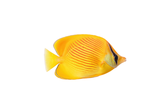 Flat-lay commercial photo of scattered butterflyfish in dynamic positions, bright lighting, side view, isolated on black background displaying vivid reef colors
