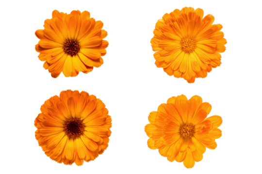 Flat-lay image of scattered calendula petals, soft lighting, top-down view, isolated on black background showing floral texture and bright tangerine hue