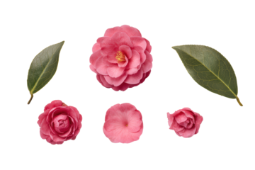 Flat-lay studio composition of pink camellia blooms arranged symmetrically, soft lighting, top-down view, isolated on black background showing graceful concentric petals