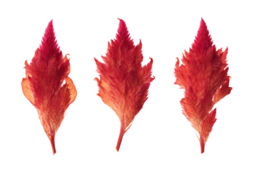 Flat-lay studio photo of red celosia blooms symmetrically arranged, bright lighting, top-down view, isolated on black background revealing vivid convoluted petals