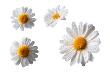 Obraz premium Flat-lay studio photo of chamomile blooms symmetrically arranged, soft lighting, top-down view, isolated on black background displaying daisy-like purity