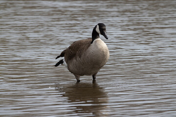 Canada Goose in the water