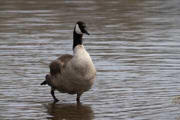 Canada Goose in the water